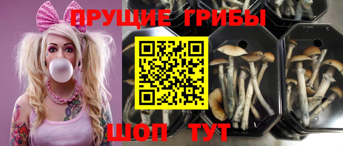 Галлюциногенные грибы Cubensis Нерюнгри